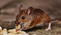 24 Hour & Emergency Exterminators in Parma, AR